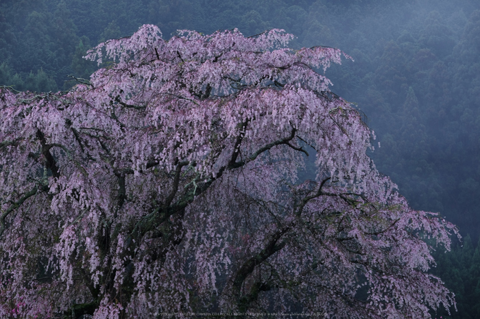 奈良大宇陀 本郷の瀧桜（又兵衛桜）（桜開花 2016） ／ FUJIFILM X